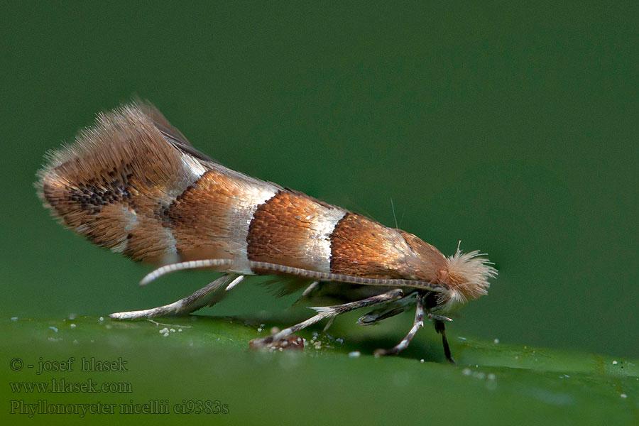 Klíněnka lesní Phyllonorycter nicellii