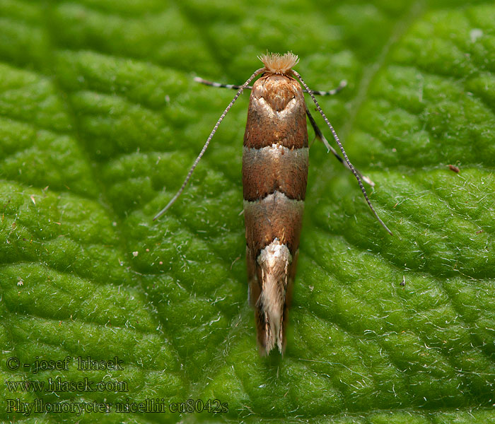 Phyllonorycter nicellii