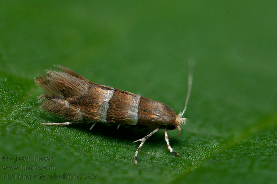 Phyllonorycter nicellii