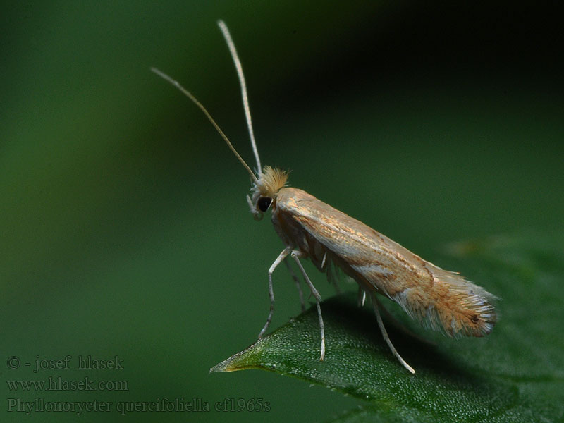 Phyllonorycter quercifoliella Common Oak Midget Ploskáčik listový