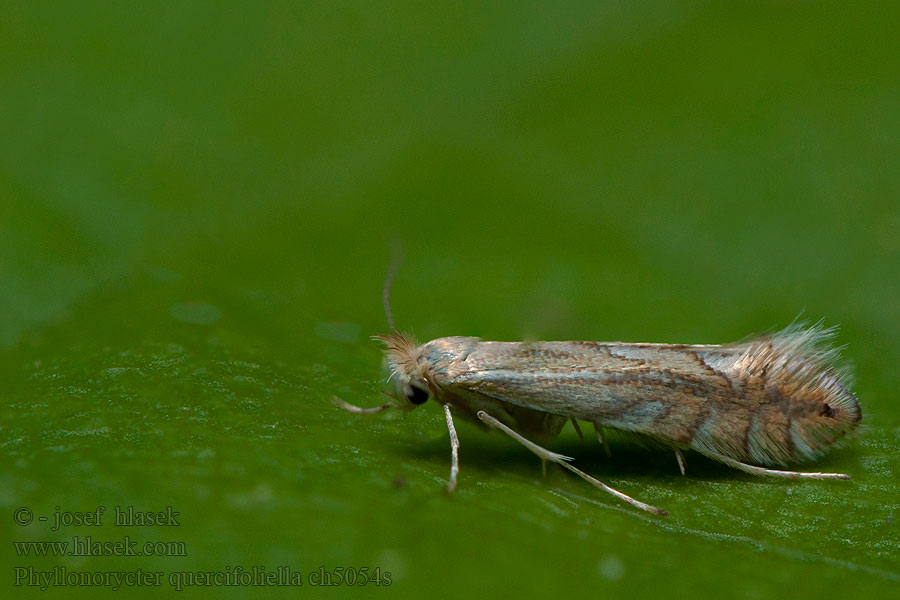 Phyllonorycter quercifoliella Gewone eikenvouwmot Ekbladguldmal