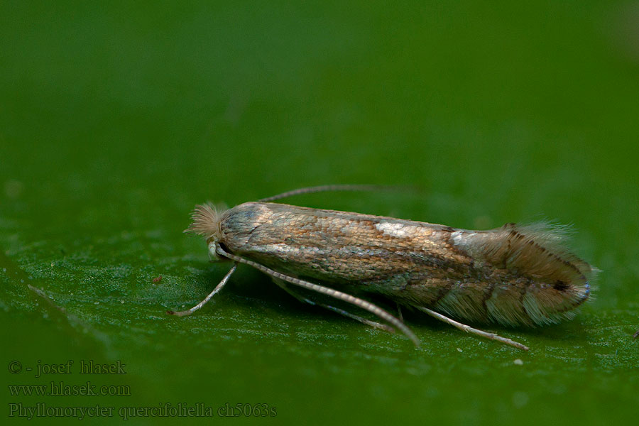 Phyllonorycter quercifoliella