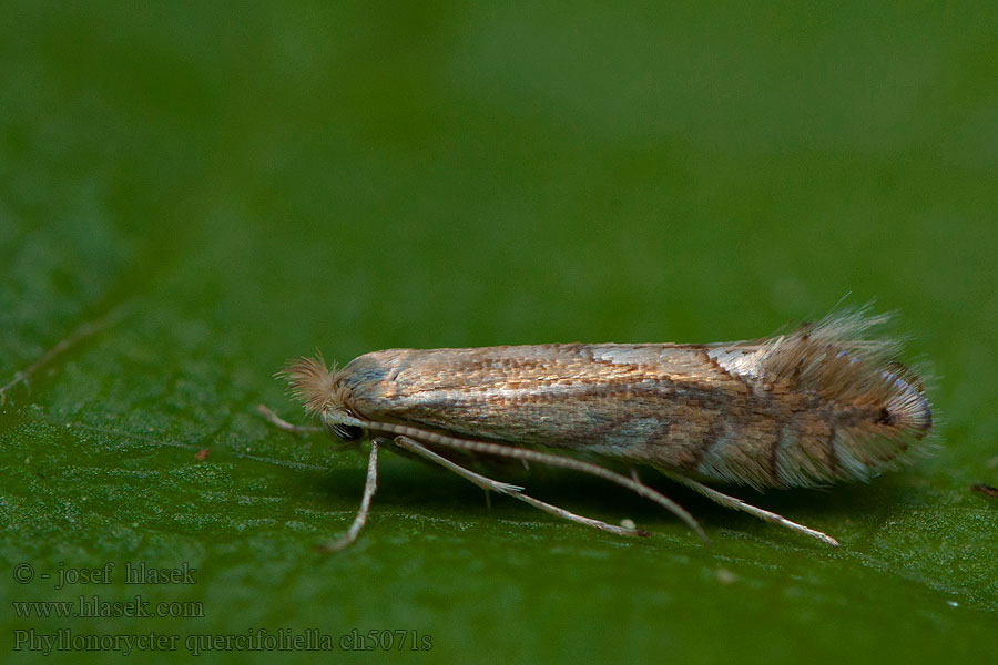 Phyllonorycter quercifoliella