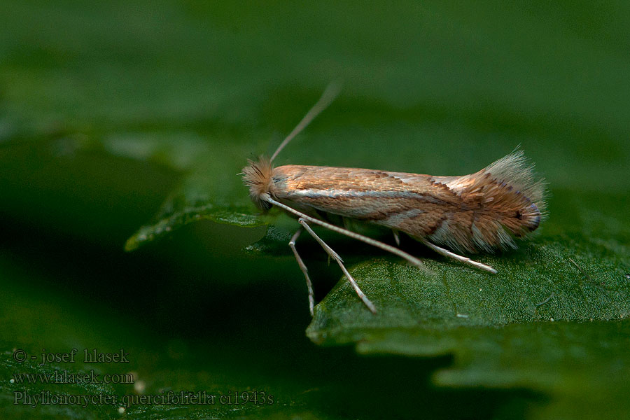 Phyllonorycter quercifoliella Моль-пестрянка дуболистная