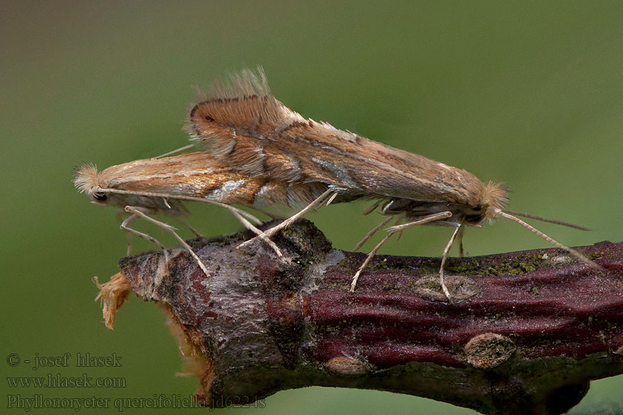 Phyllonorycter quercifoliella