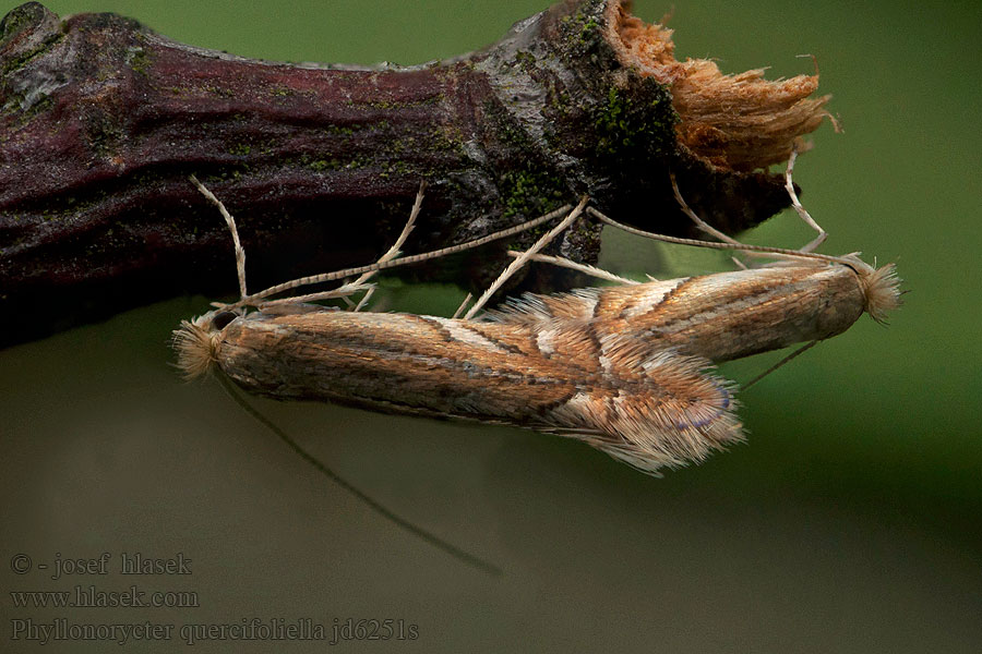 Phyllonorycter quercifoliella