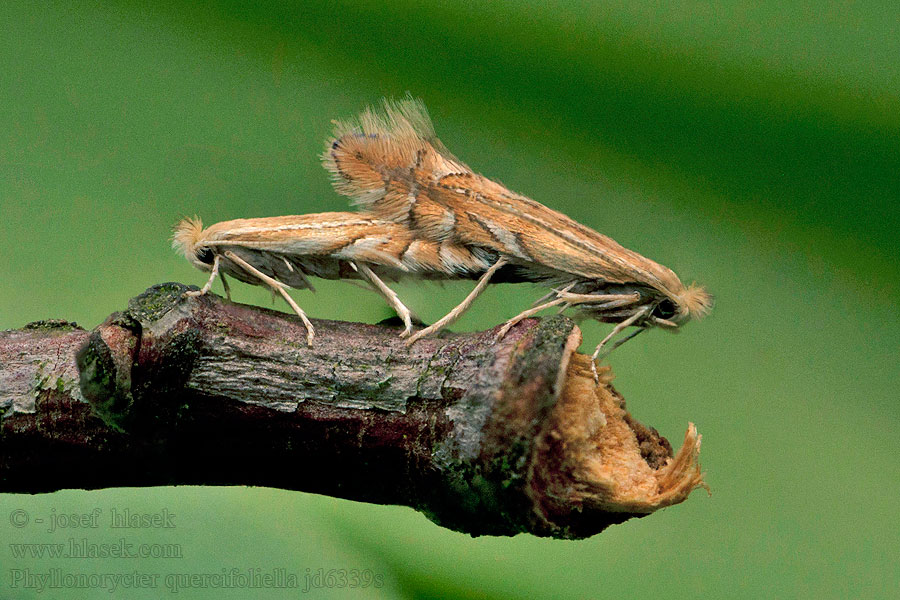 Phyllonorycter quercifoliella Common Oak Midget Ploskáčik listový