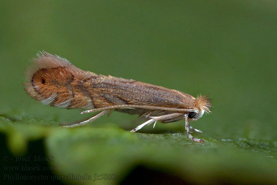 Gewone eikenvouwmot Ekbladguldmal Phyllonorycter quercifoliella