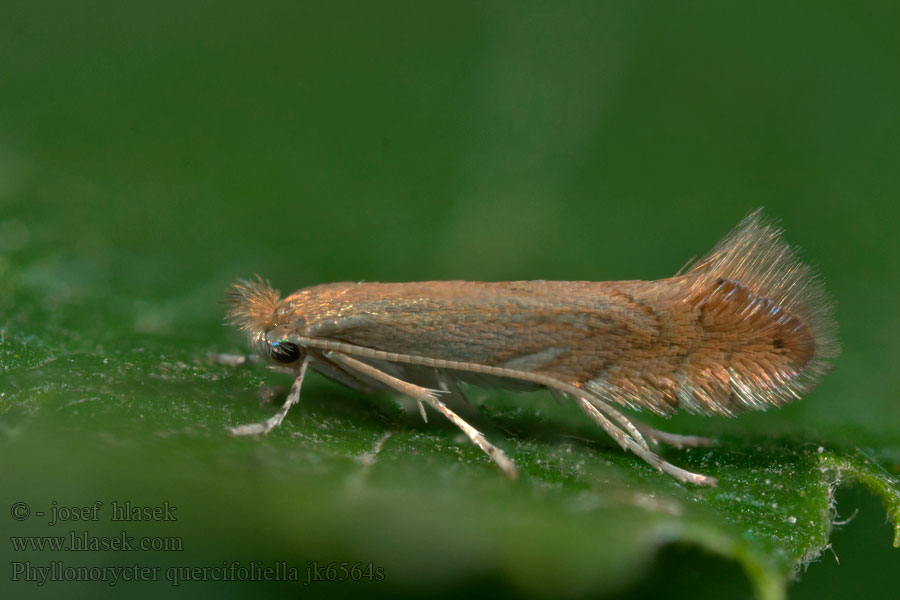 Ploskáčik listový Моль-пестрянка дуболистная Phyllonorycter quercifoliella