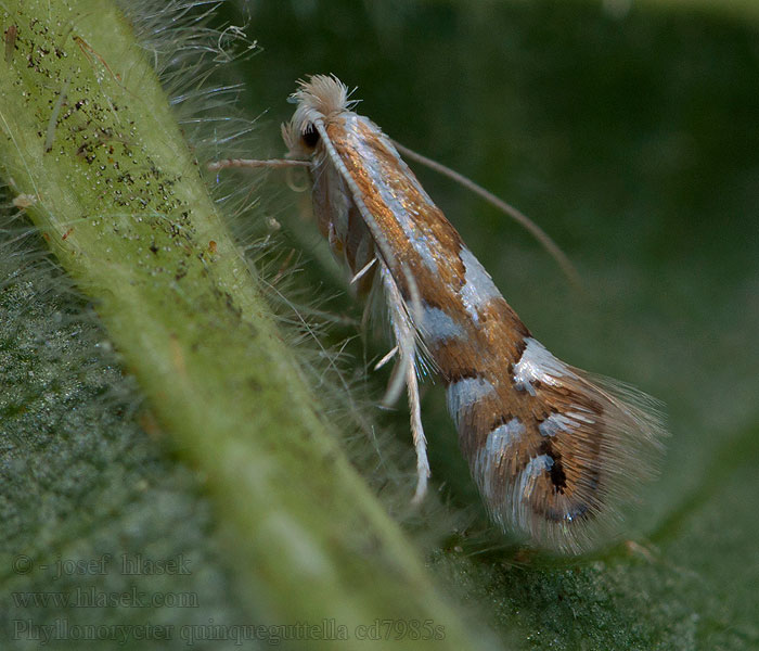 Phyllonorycter quinqueguttella Ploskáčik päťháčikový