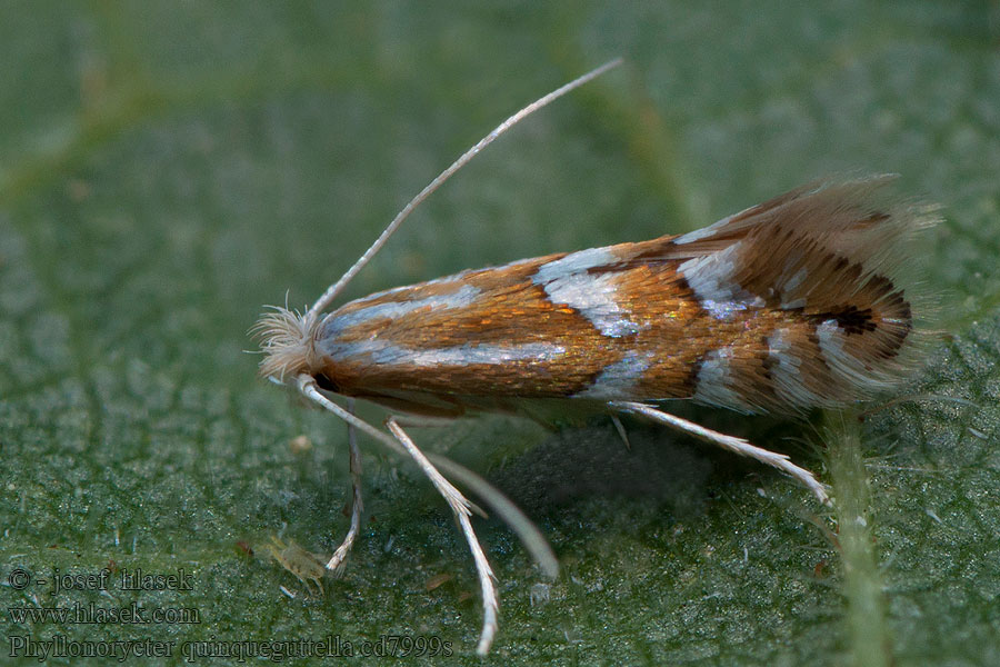 Phyllonorycter quinqueguttella Kruipwilgvouwmot