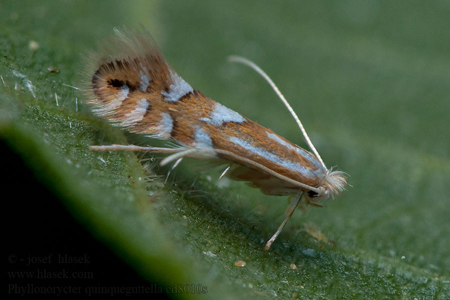 Phyllonorycter quinqueguttella Cinegefűz-sátorosmoly