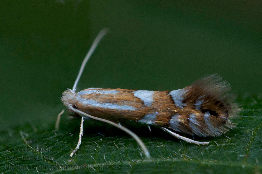 Phyllonorycter quinqueguttella Krypvideguldmal