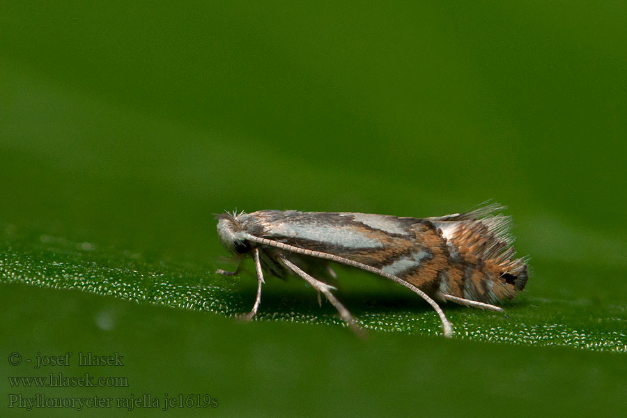 Phyllonorycter rajella Common Alder Midget Ploskáčik jelšový