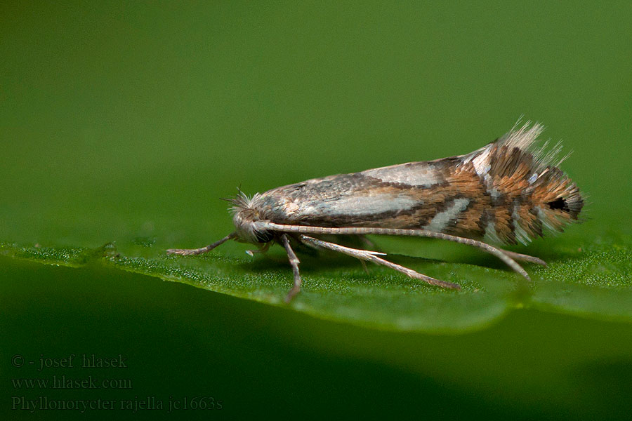 Phyllonorycter rajella Gewone elzenvouwmot Allövguldmal