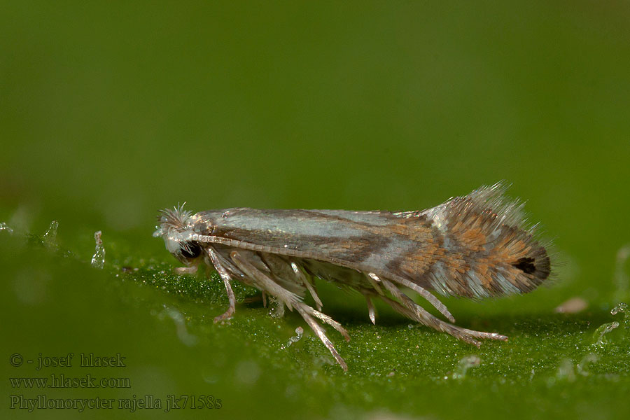 Common Alder Midget Ploskáčik jelšový Gewone elzenvouwmot Allövguldmal Phyllonorycter rajella