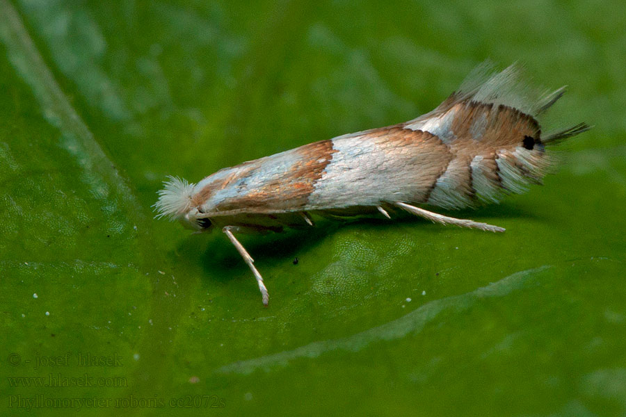 Phyllonorycter roboris Klíněnka dubová Gold-bent Midget