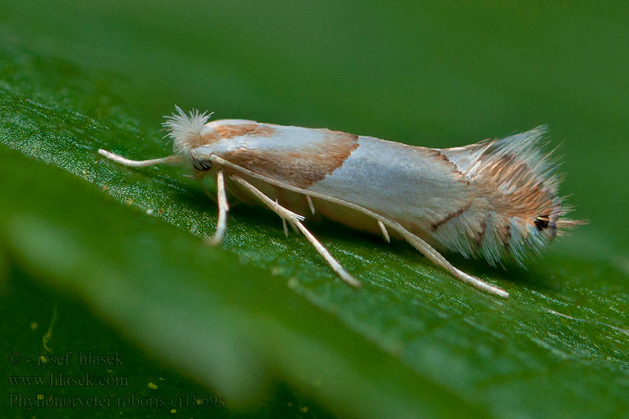 Phyllonorycter roboris Tölgyaknázó sátorosmoly Puistomiinakoi