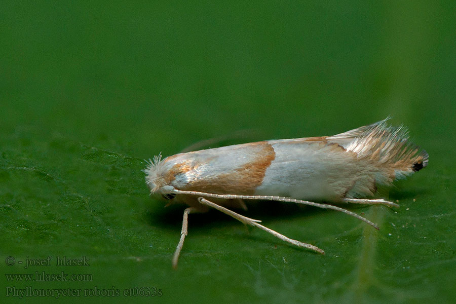 Phyllonorycter roboris Klíněnka dubová Bergeksguldmal Vinterekguldmal