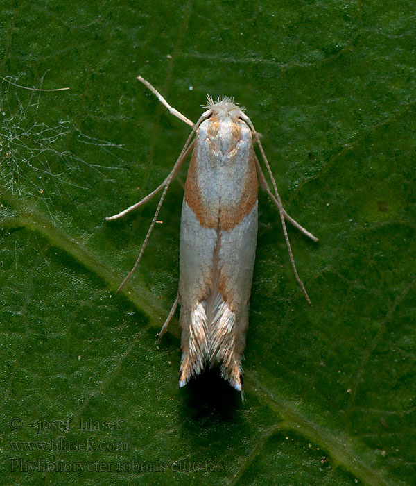 Klíněnka dubová Phyllonorycter roboris