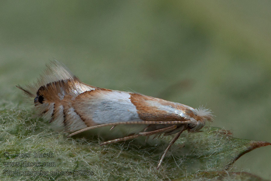 Phyllonorycter roboris