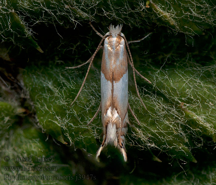 Phyllonorycter roboris