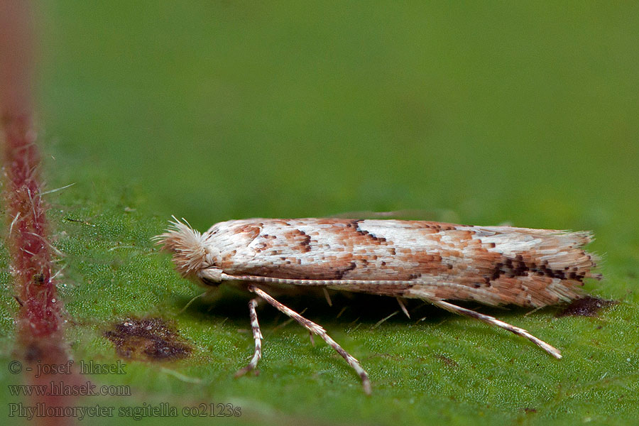 Phyllonorycter sagitella Ploskáčik osikový