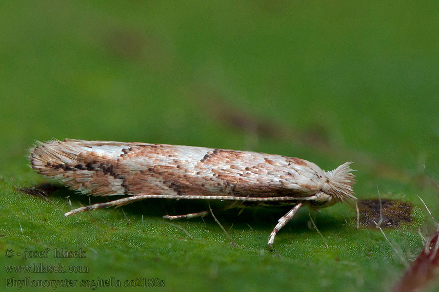 Ploskáčik osikový Phyllonorycter sagitella