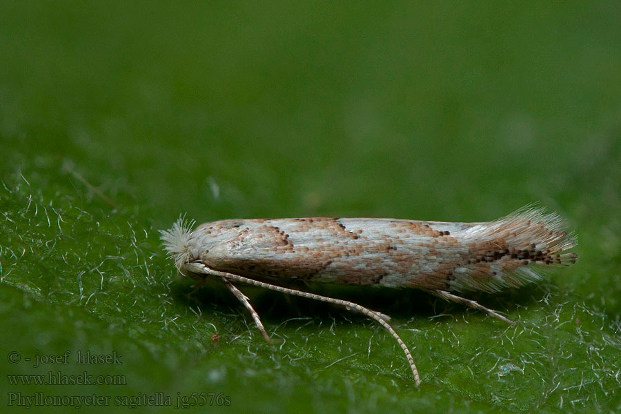 Phyllonorycter sagitella