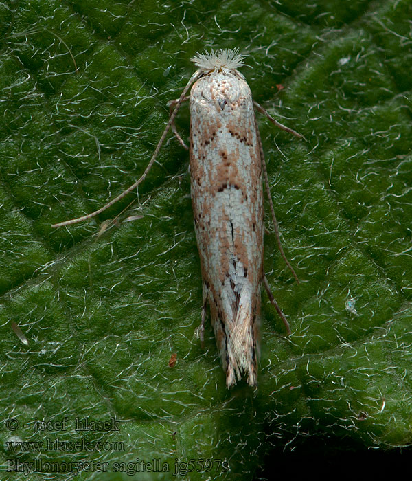 Röd aspguldmal Phyllonorycter sagitella