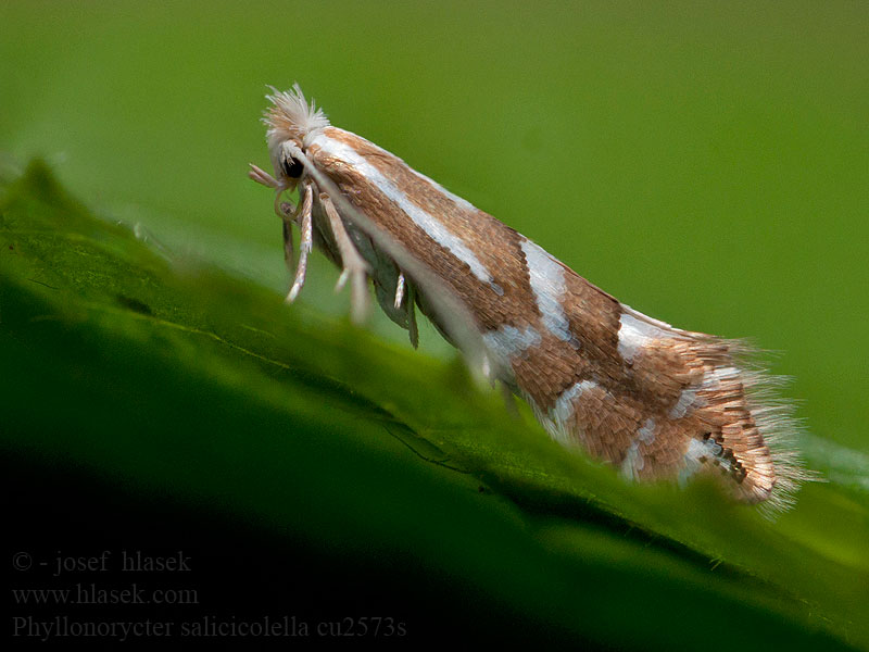 Phyllonorycter salicicolella Long-streak Midget