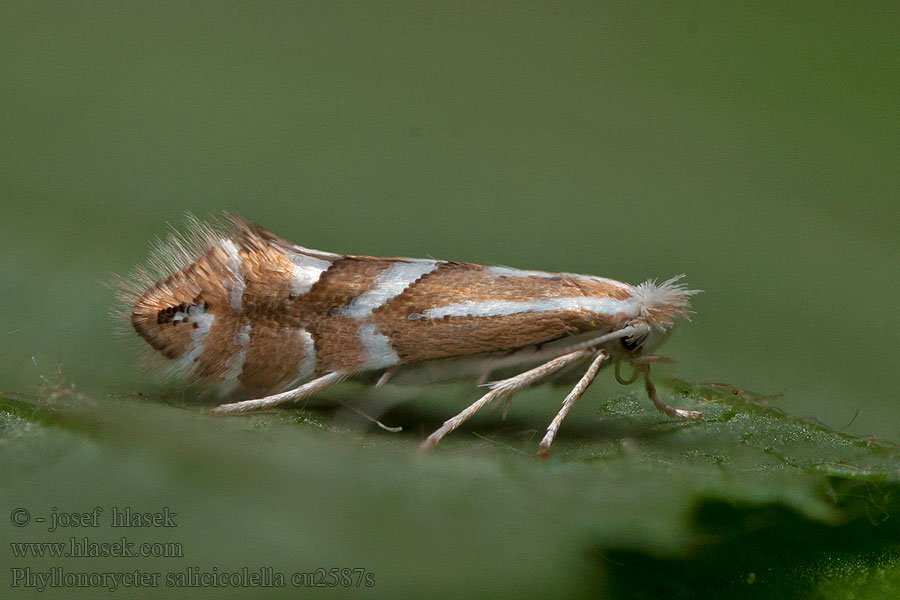 Long-streak Midget Phyllonorycter salicicolella