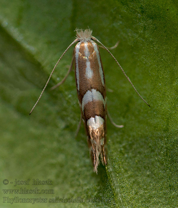 Phyllonorycter salicicolella