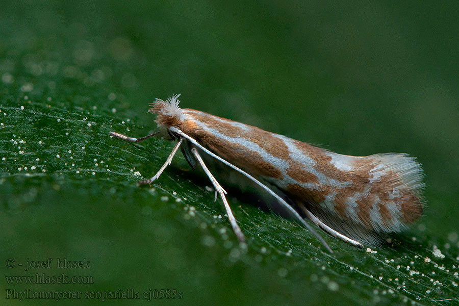 Phyllonorycter scopariella