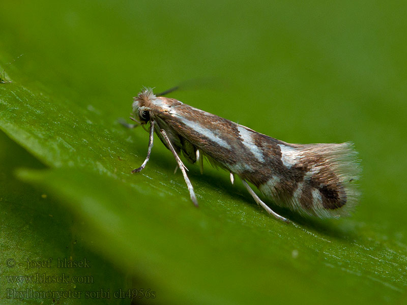 Phyllonorycter sorbi Ploskáčik ovocný Моль-пестрянка рябиновая