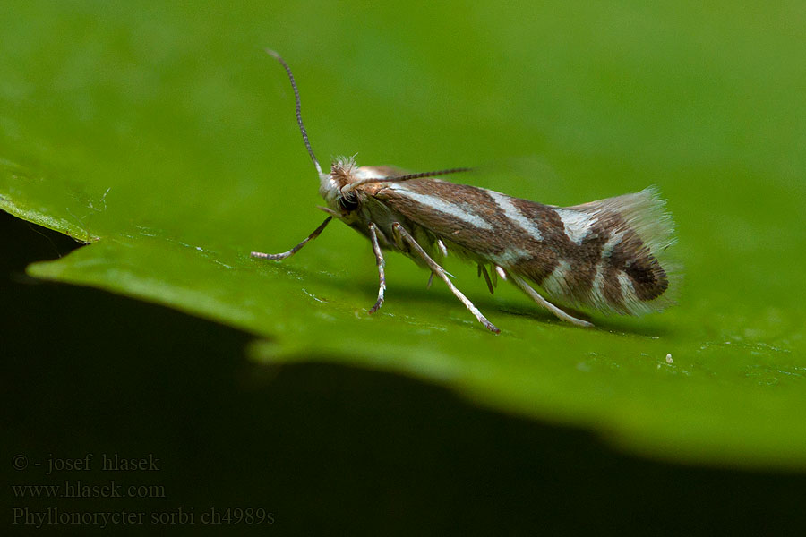 Phyllonorycter sorbi Lijsterbesvouwmot Rönnguldmal