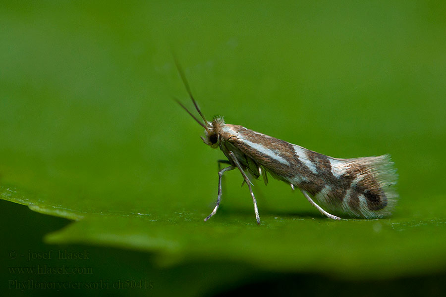 Phyllonorycter sorbi