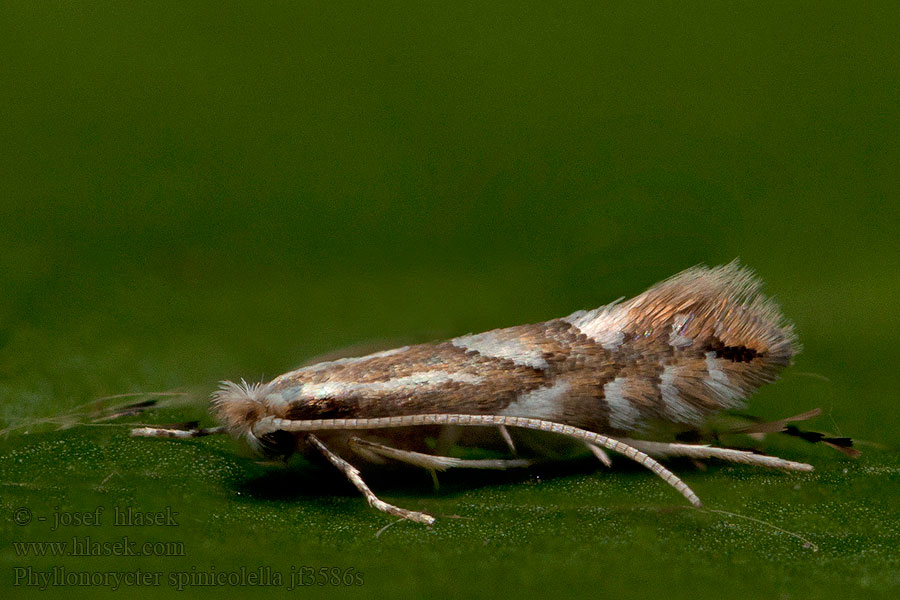 Phyllonorycter spinicolella Sleedoornvouwmot Slånguldmal