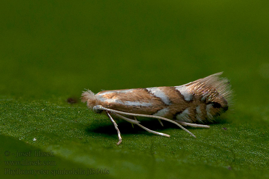 Phyllonorycter spinicolella SМоль-пестрянка терновая