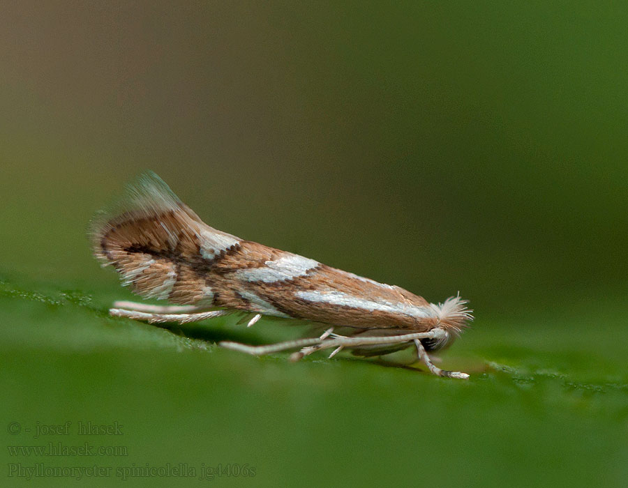 Phyllonorycter spinicolella Sloe Midget Ploskáčik trnkový