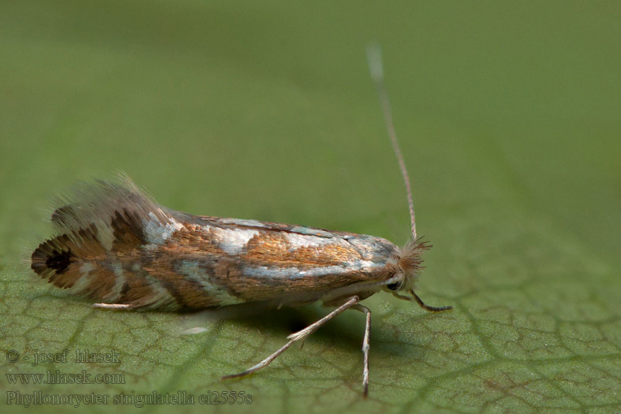 Phyllonorycter strigulatella Ploskáčik jelšinový