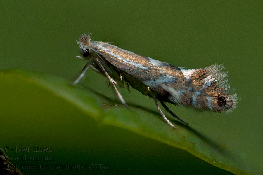 Phyllonorycter strigulatella Fraaie elzenvouwmot Gråalguldmal