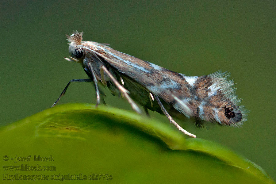 Ploskáčik jelšinový Phyllonorycter strigulatella