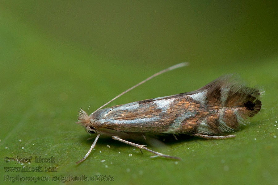 Fraaie elzenvouwmot Gråalguldmal Phyllonorycter strigulatella