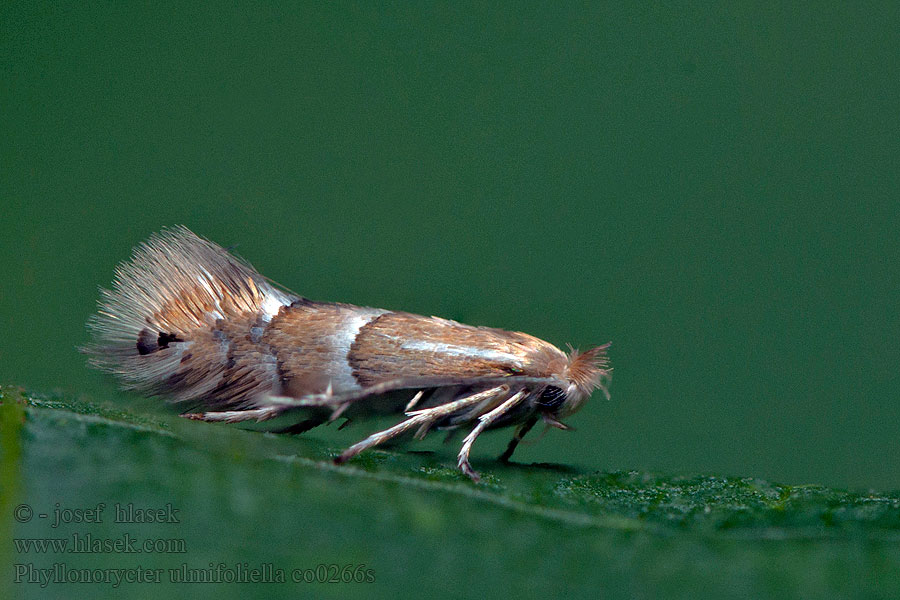 Phyllonorycter ulmifoliella Ploskáčik brestový Berkenvouwmot