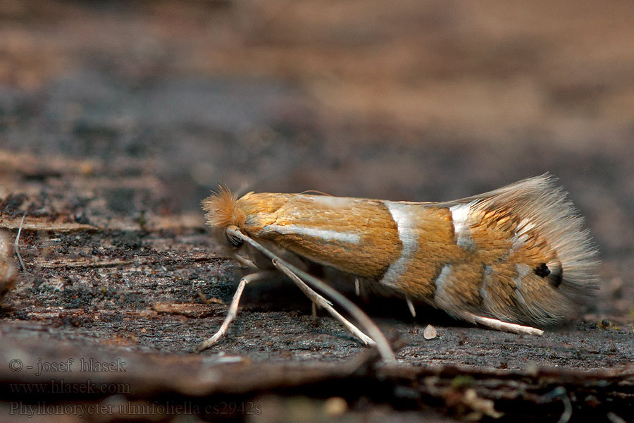 Phyllonorycter ulmifoliella Vårtbjörkguldmal