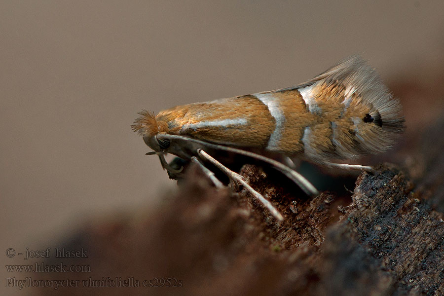 Phyllonorycter ulmifoliella