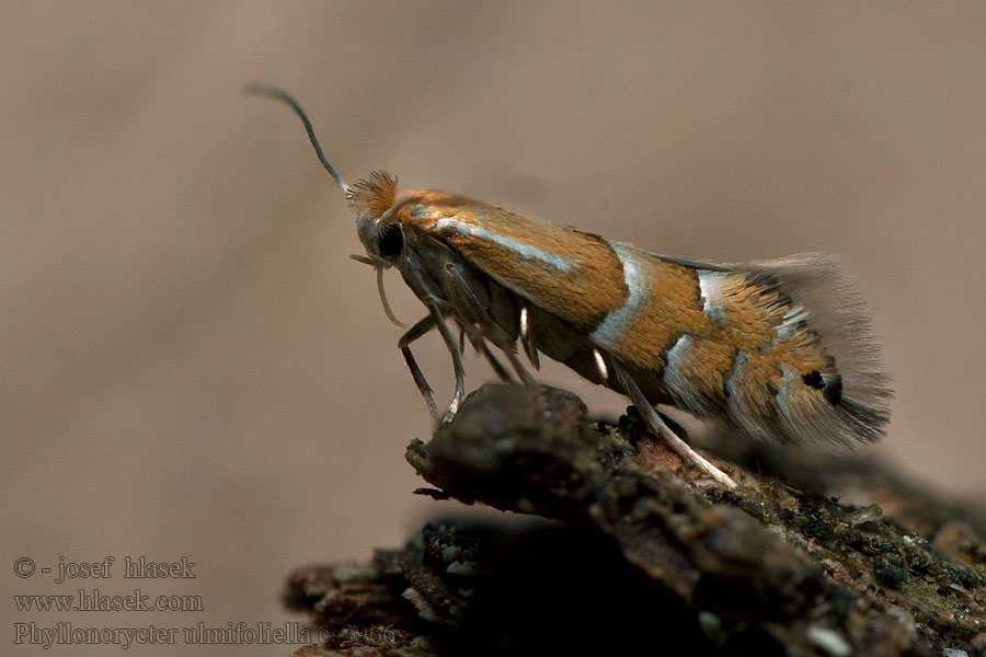 Phyllonorycter ulmifoliella