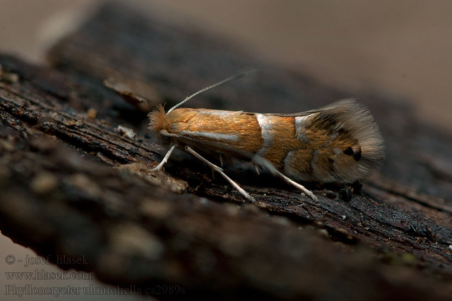 Phyllonorycter ulmifoliella