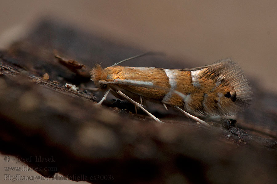 Phyllonorycter ulmifoliella